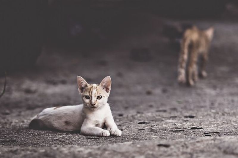 Berapa lama kucing birahi? Ini penjelasan lengkapnya