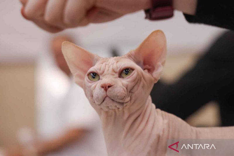 Kapan kucing bisa birahi? Kenali umur dan faktor yang mempengaruhinya
