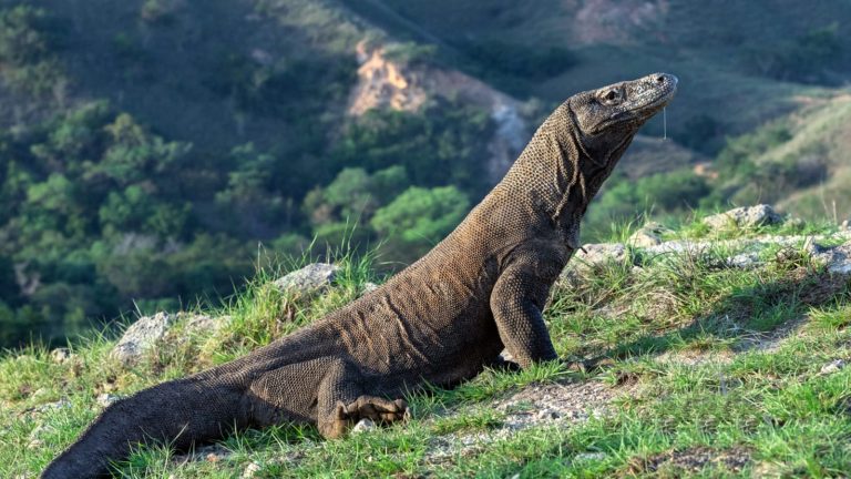 Komodo batasi 1.000 turis per hari mulai April 2026, ini alasannya