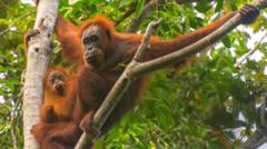 Banjir di Sumatra menewaskan 7% populasi orangutan paling langka di dunia, ungkap riset terbaru