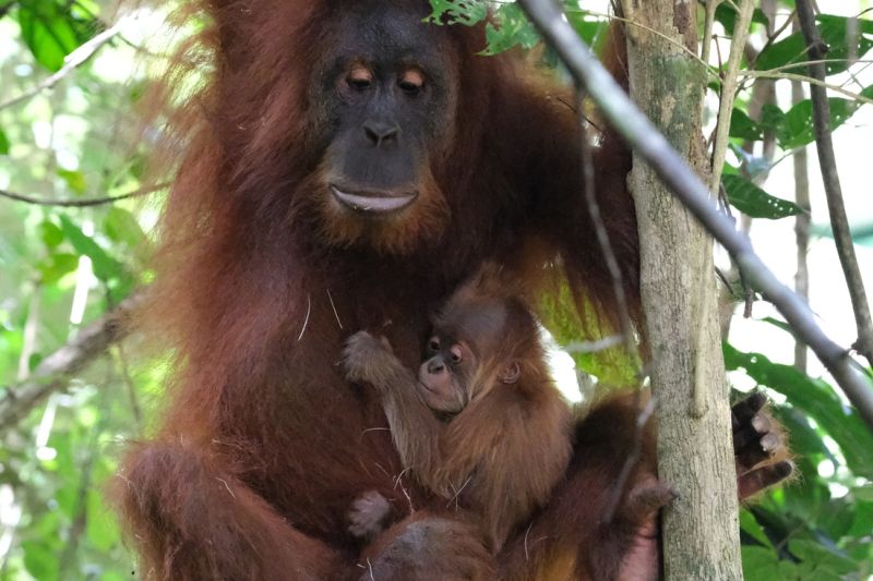 Kemenhut umumkan kelahiran orangutan Badar di CA Jantho Aceh
