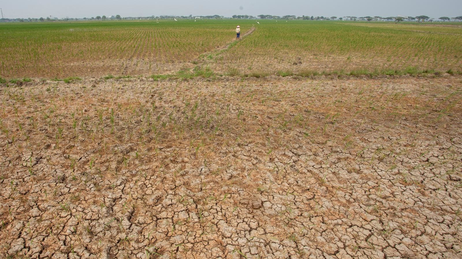 Indonesia masuki fase El Nino kuat, apa yang perlu Anda lakukan?