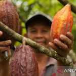 Kemendag: Cuaca buruk dan El Nino picu kenaikan harga kakao