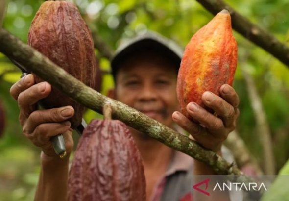 Kemendag: Cuaca buruk dan El Nino picu kenaikan harga kakao