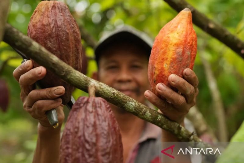 Kemendag: Cuaca buruk dan El Nino picu kenaikan harga kakao