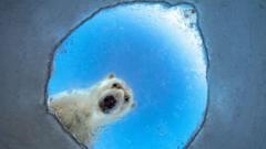 Beruang kutub mengintip dan katak berburu – Foto-foto nominasi Wildlife Photographer of the Year 2026